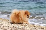 SPITZ ALLEMAND 220